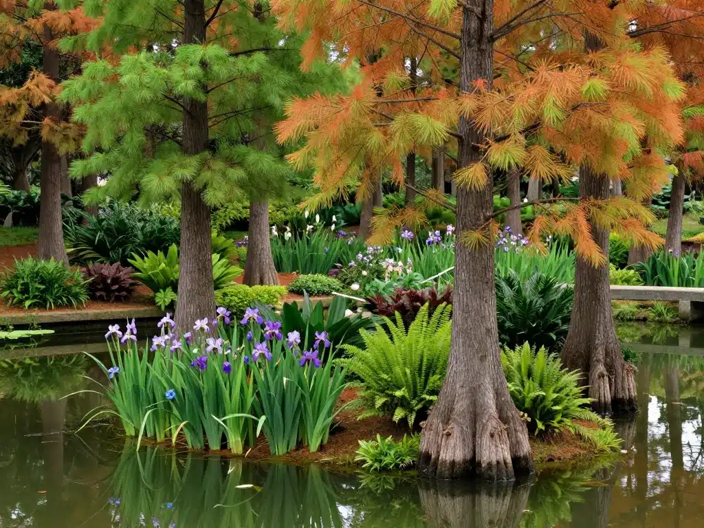 cyprès chauve paysage aménagement berge