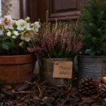 plante de noel exterieur : hellébore et bruyère près d’un petit sapin en pot