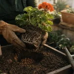 Quand planter geranium : géranium après les gelées en avril mai ou été