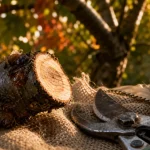 Quand tailler les arbres fruitiers à noyaux : coupe nette sur branche, sécateur