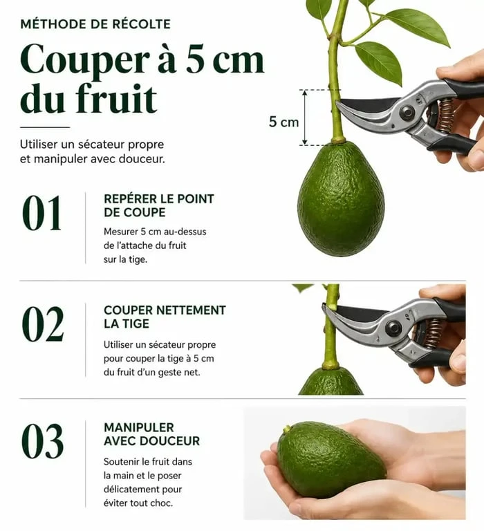 Méthode de récolte des butternuts avec un sécateur