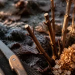Quand couper hortensia : sécateur, tiges coupées en fin d’hiver