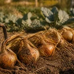 Quand récolter les oignons : fanes couchées et bulbes fermes